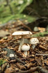Mushrooms in the nature