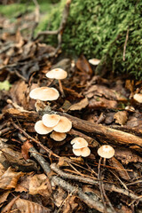 Mushrooms in the nature