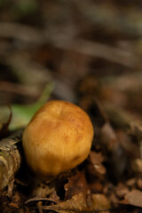 Mushrooms in the nature