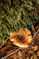 Mushrooms in the nature