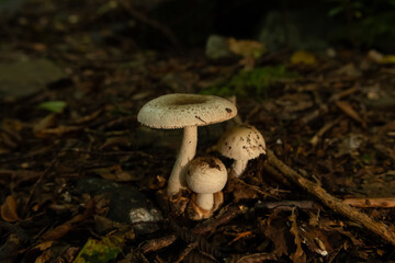 Mushrooms in the nature