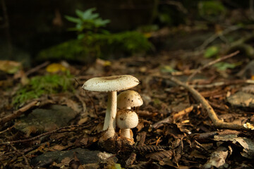 Mushrooms in the nature