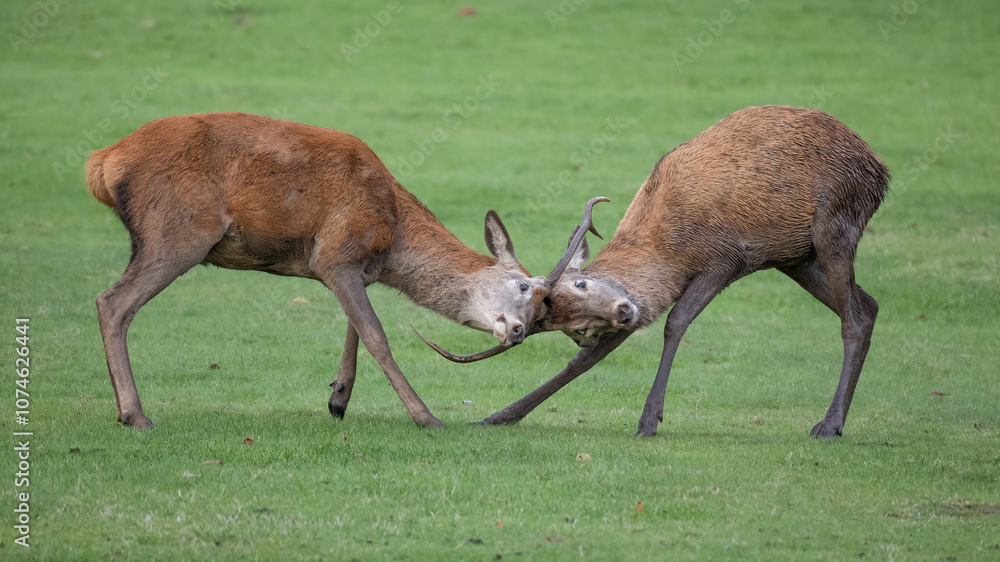 Poster two young red deer stags locking antlers as the fight during the rutting season. standing in open fi