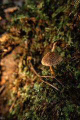 Mushrooms in the nature