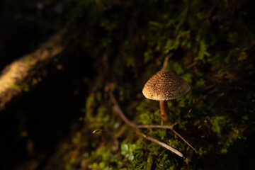 Mushrooms in the nature