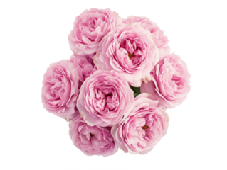 High-Quality PNG Pink rose flowers arrangement isolated on white background – High Resolution