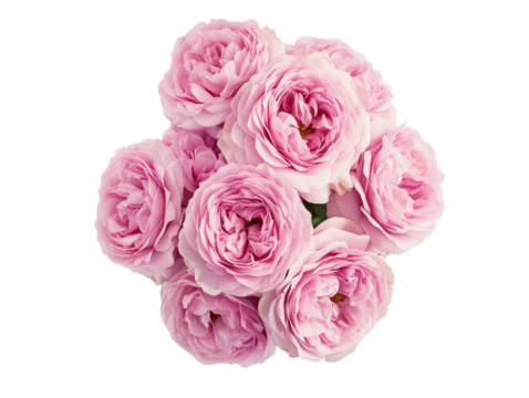 High-Quality PNG Pink rose flowers arrangement isolated on white background – High Resolution
