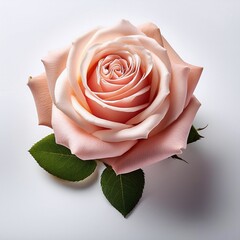 Gentle pink rose with soft petals and green leaves on a light background. Generative AI