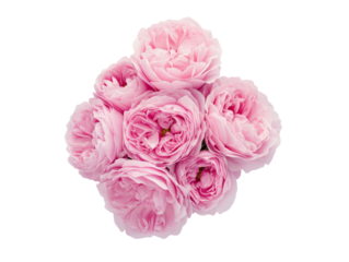 High-Quality PNG Pink rose flowers arrangement isolated on white background – High Resolution