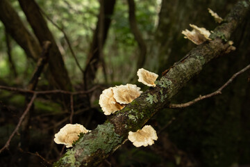 Mushrooms in the nature