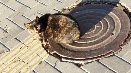 Moldova, Chisinau, autumn, road, park, cat, manhole, paving slabs