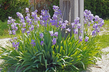 Wildblumen am Wegrand