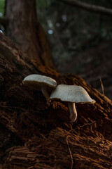 Fototapeta premium Mushrooms in the nature