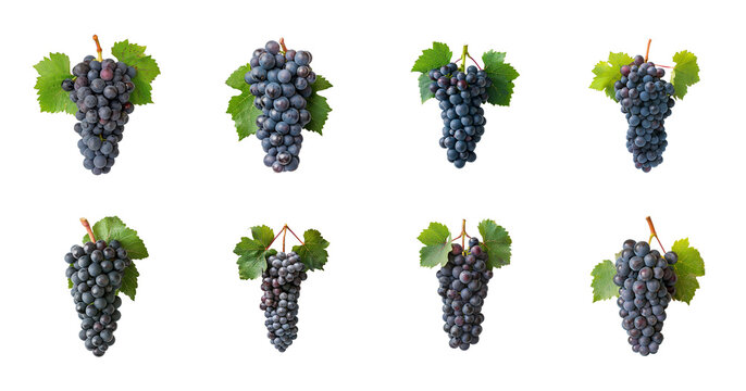 grapes cabernet sauvignon franc variety on transparent background, quercetin epicatechin myricetin catechin