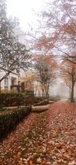 Fototapeta premium autumn in the park