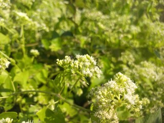 Obraz premium Mikania micrantha is a white flower in bell, Mikania micrantha is a white flower in bell sky blue bacgraund blooming plant