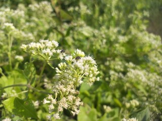 Obraz premium Mikania micrantha is a white flower in bell, Mikania micrantha is a white flower in bell sky blue bacgraund blooming plant