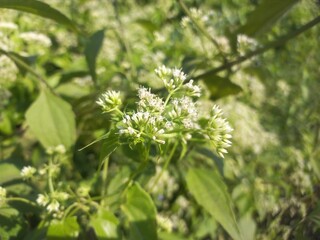 Mikania micrantha is a white flower in bell,
Mikania micrantha is a white flower in bell sky blue bacgraund blooming plant