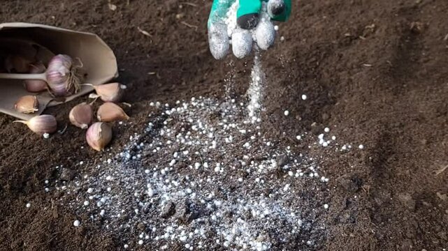 Fertilizing the soil with mineral fertilizers before planting garlic in the ground for the winter or spring