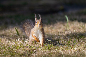 Portrait of Eurasian red squirrel (Sciurus vulgaris)  sitting in a lawn. Red squirrel in winter coat. 