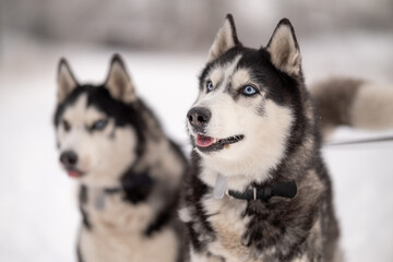 Women walk their husky dogs in the park in winter.