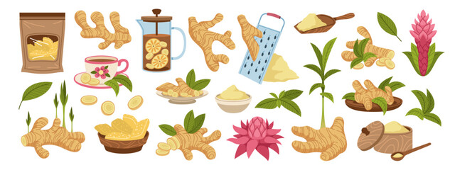 Ginger root. Natural spice, useful vegetable product, powder, slices, candied fruits and flowers, boosting immunity plant, traditional medicine, condiment tidy vector cartoon flat isolated set