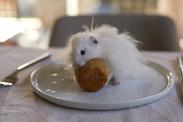 White hamster eating brown cake and seating at the food plates.Dining table with fork and knife on the background