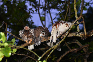 Chicken in the rain on a tree