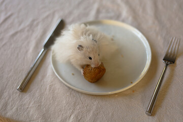 White hamster eating food on the human plates with fork and knife.
