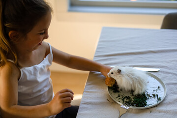 School ages girl sitting at the table and feeds a hamster at the human plates.