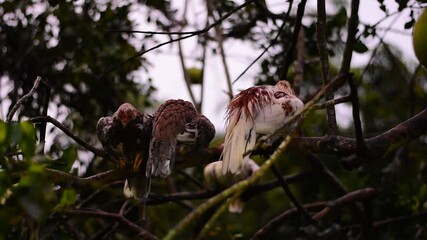 Chicken sleeping on the tree, Chicken wet from the rain
, pomelo, rainy season