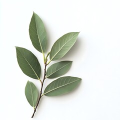 Bay leaves isolated on a white background, close up