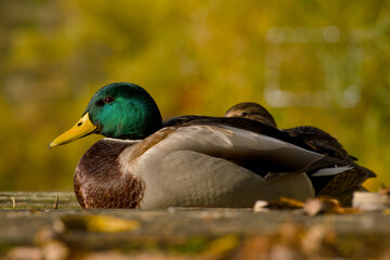 duck mallard is resting in the sun