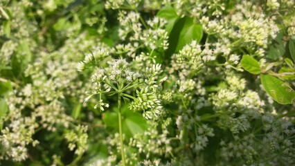 Mikania micrantha is a white flower in bell,
Mikania micrantha is a white flower in bell sky blue bacgraund blooming plant