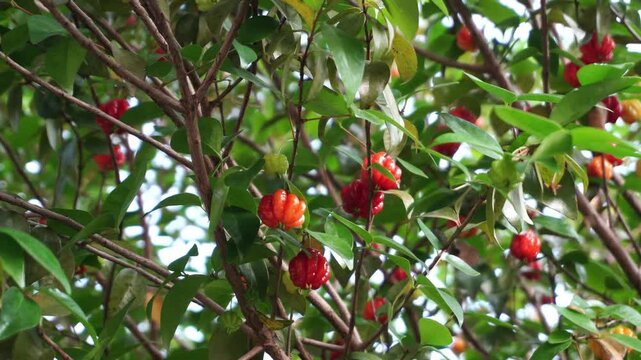 Eugenia uniflora fruit ripens on the tree, it is red in color with fresh green leaves. This species is also known as Surinam Cherry, Cayenne Cherry, Red Brazil Cherry and Brazilian Cherry.