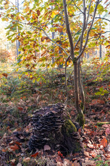 Many mushrooms growing on a tree stump in autumn