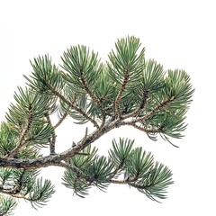 Obraz premium Black Diamonds isolated on a white background, close up