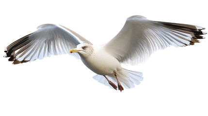 Fototapeta premium Seagull flying
