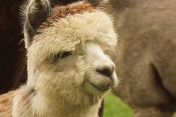 Obraz premium Close-Up Portrait of a Fluffy Alpaca