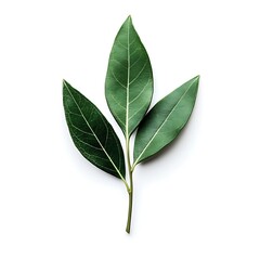 Fototapeta premium Bay leaf isolated on a white background, close up