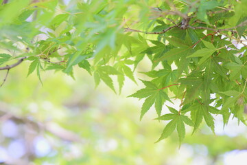 かえでの青葉