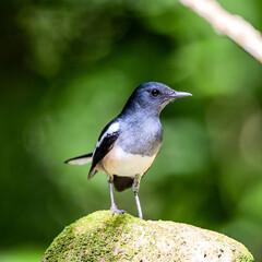 Oriental magpie-robin in Thailand.