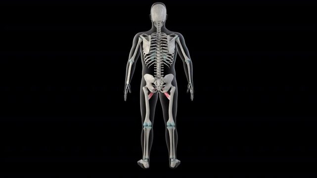 Adductor Brevis Muscles on Whole Human Body