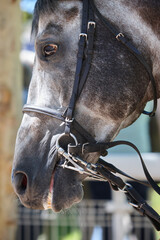 Race horse head detail. Purebred in the hippodrome. Turf