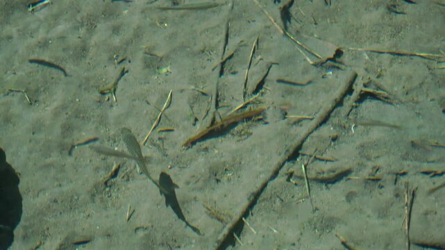 Tor douronensis fish in shallow rivers with clear, calm flowing water. This species is also known as semah mahseer, god's fish, semah fish and kancra bodas.