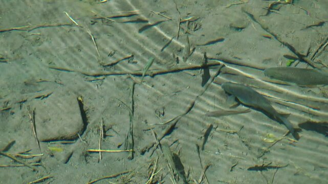 freshwater fish of the species Tor douronensis and Barbonymus gonionotus in shallow rivers with calm flowing water
