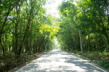 View of a rubber plantation with an asphalt road in the middle with reflected sunlight, view of the...