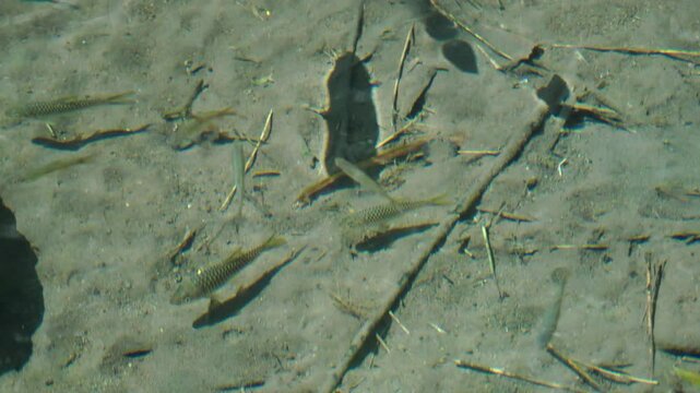 Semah fish (Tor douronensis) in rivers with clear and shallow water