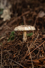 Mushrooms in the nature