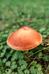 Mushrooms in the nature